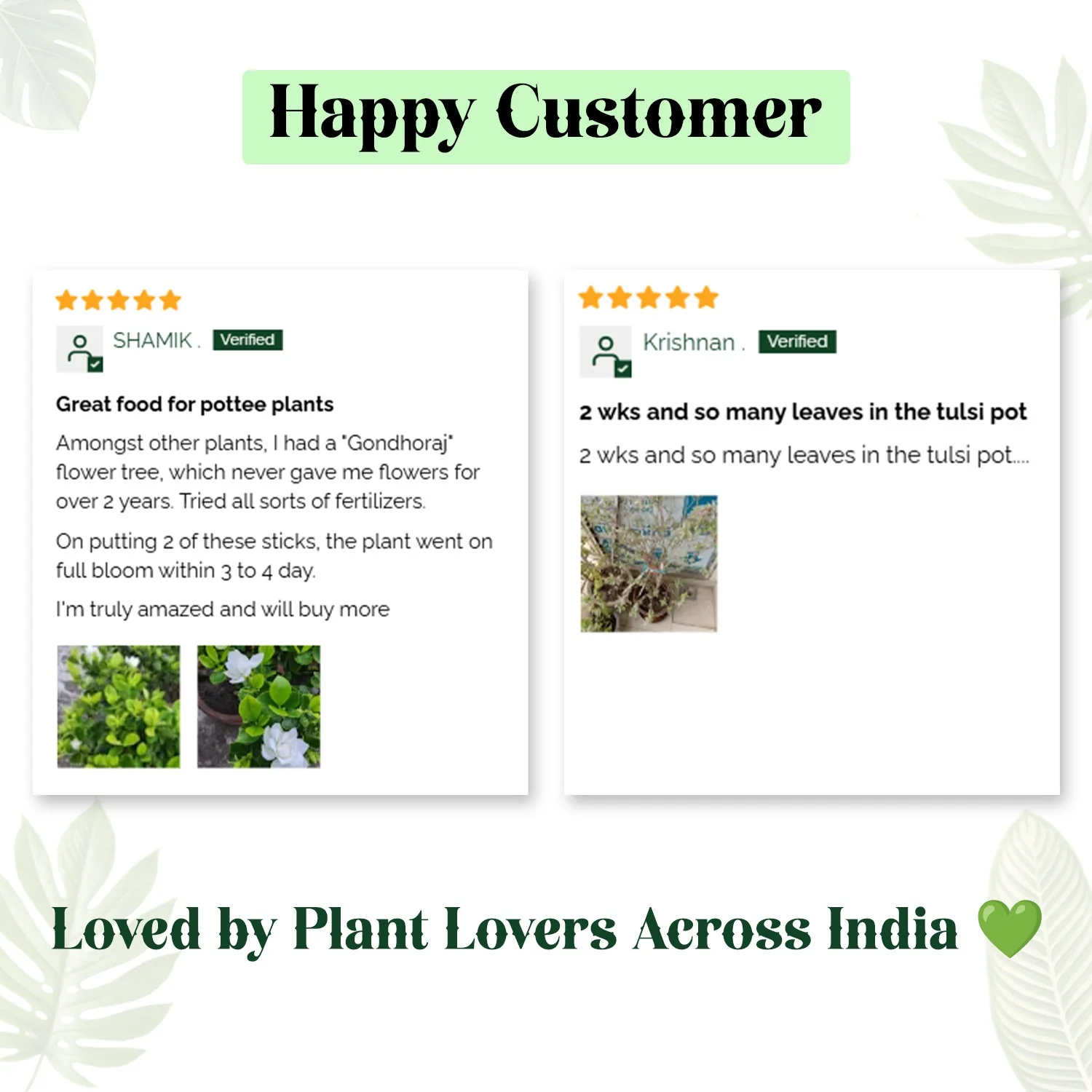 Plantify Plant Food Stick & TulsiZen Potting Mixture - Image 5